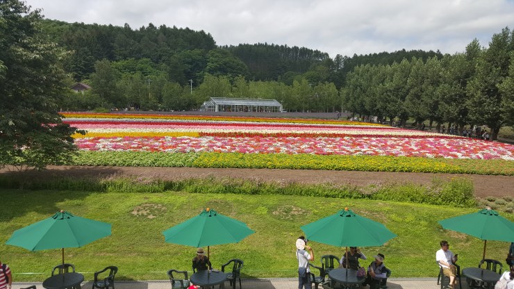 Furano, Tomita Farm 2015